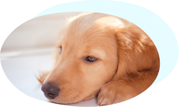 高齢期疾患の予防と治療