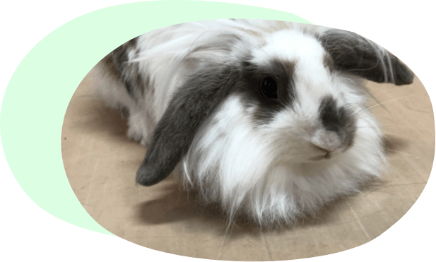 ウサギ・ハムスター等の診療